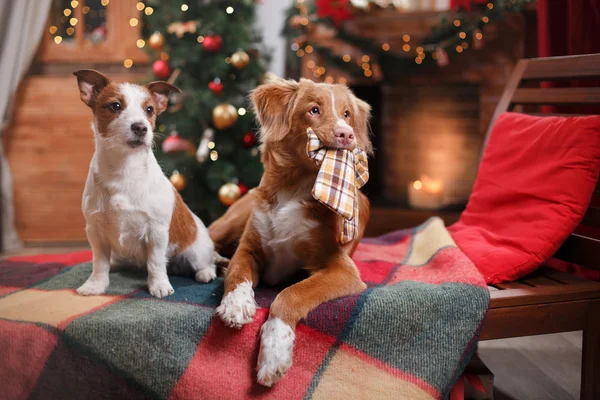 Σκύλος Jack Russell Terrier και σκυλί Nova Scotia Duck διοδίων Retriever διακοπές, Χριστούγεννα — Φωτογραφία Αρχείου