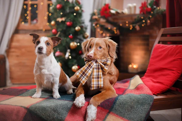 Pies Jack Russell Terrier i pies Nova Scotia Duck Tolling Retriever wakacje, Boże Narodzenie — Zdjęcie stockowe