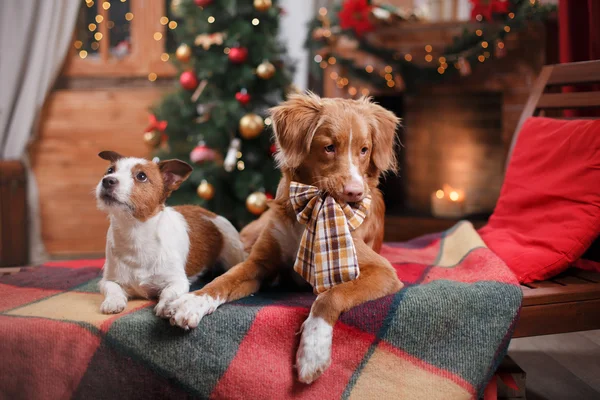 Köpek Jack Russell Terrier ve köpek Nova Scotia Duck Tolling Retriever tatil, yılbaşı — Stok fotoğraf