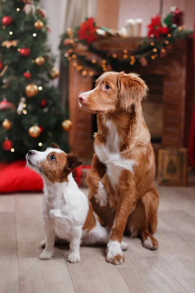 Dog Jack Russell Terrier and Dog Nova Scotia Duck Tolling Retriever holiday, Christmas — Stock Photo, Image