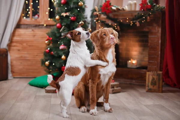 Dog Jack Russell Terrier e Dog Nova Scotia Duck Tolling Retriever férias, Natal — Fotografia de Stock