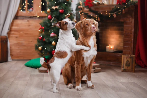 Köpek Jack Russell Terrier ve köpek Nova Scotia Duck Tolling Retriever tatil, yılbaşı — Stok fotoğraf