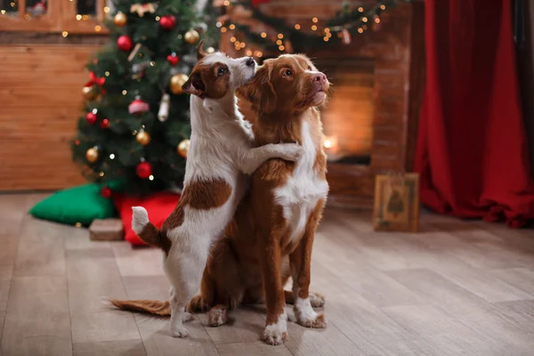 Köpek Jack Russell Terrier ve köpek Nova Scotia Duck Tolling Retriever tatil, yılbaşı — Stok fotoğraf