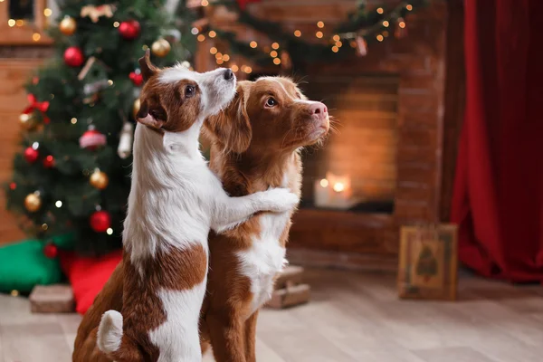 Dog Jack Russell Terrier e Dog Nova Scotia Duck Tolling Retriever férias, Natal — Fotografia de Stock