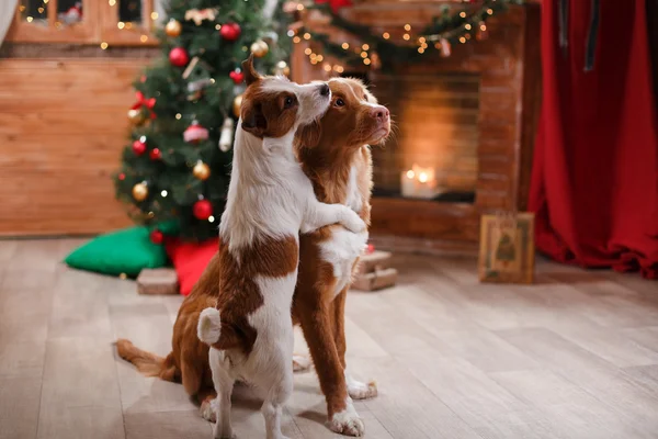 Köpek Jack Russell Terrier ve köpek Nova Scotia Duck Tolling Retriever tatil, yılbaşı 