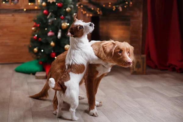 Köpek Jack Russell Terrier ve köpek Nova Scotia Duck Tolling Retriever tatil, yılbaşı — Stok fotoğraf