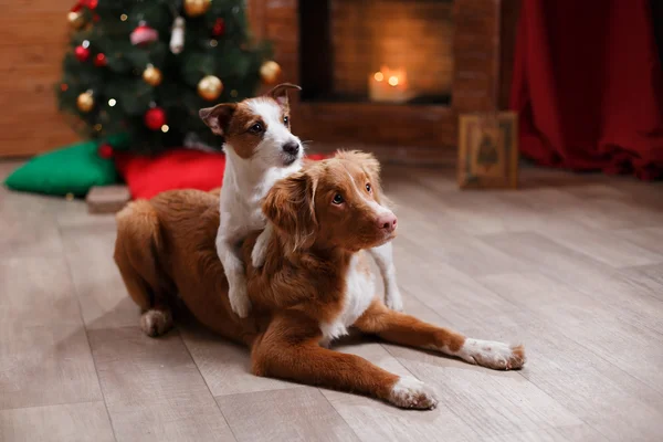 Σκύλος Jack Russell Terrier και σκυλί Nova Scotia Duck διοδίων Retriever διακοπές, Χριστούγεννα — Φωτογραφία Αρχείου