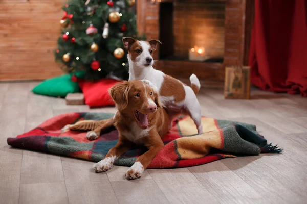 Dog Jack Russell Terrier and Dog Nova Scotia Duck Tolling Retriever holiday, Christmas — Stock Photo, Image