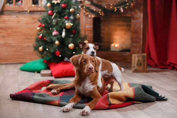 Perro Jack Russell Terrier y Perro Nova Scotia Tolling Retriever vacaciones, Navidad —  Fotos de Stock