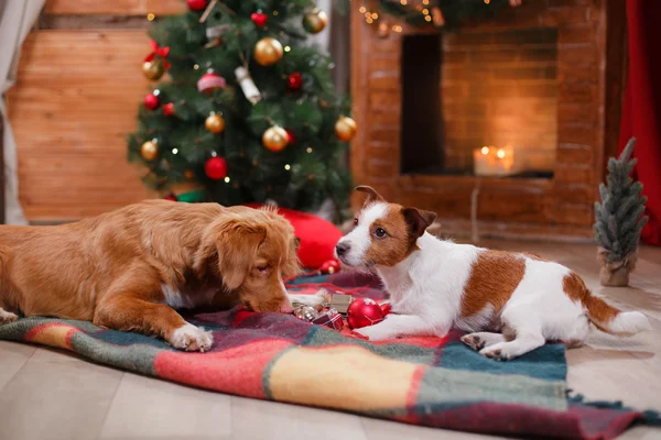 Kutya-Jack Russell Terrier és a kutya Nova Scotia Duck Retriever autópályadíj ünnep, karácsony — Stock Fotó