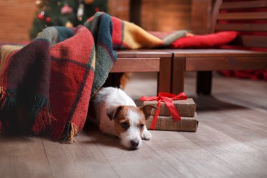 Köpek Jack Russell Terrier tatil, yılbaşı