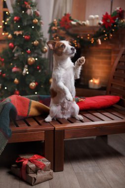 Köpek Jack Russell Terrier tatil, yılbaşı