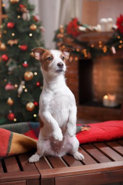 Köpek Jack Russell Terrier tatil, yılbaşı