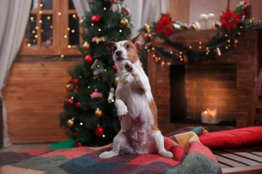 Köpek Jack Russell Terrier tatil, yılbaşı