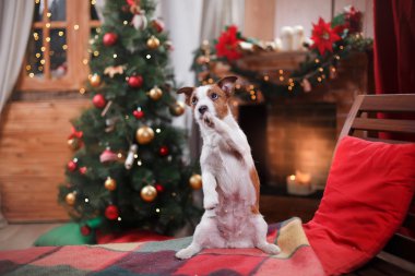 Köpek Jack Russell Terrier tatil, yılbaşı