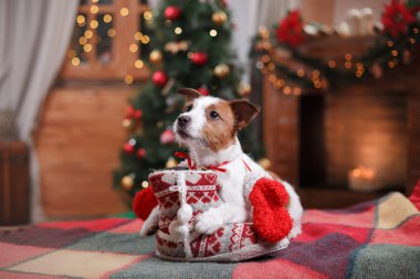 Köpek Jack Russell Terrier tatil, yılbaşı