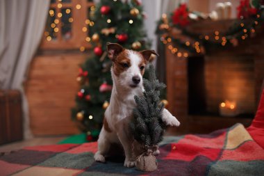 Köpek Jack Russell Terrier tatil, yılbaşı