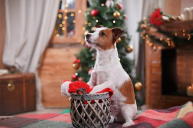 Köpek Jack Russell Terrier tatil, yılbaşı