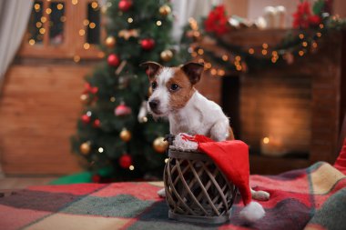 Köpek Jack Russell Terrier tatil, yılbaşı