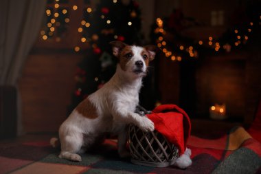 Köpek Jack Russell Terrier tatil, yılbaşı