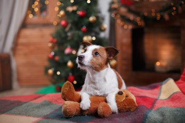 Köpek Jack Russell Terrier tatil, yılbaşı