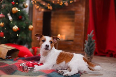 Köpek Jack Russell Terrier tatil, yılbaşı