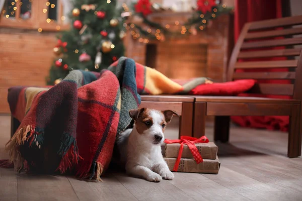 Dog Jack Russell Terrier holiday, Christmas — Stock Photo, Image