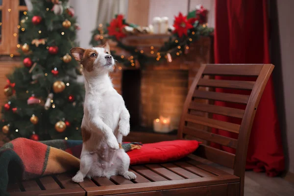 Pes Jack Russell Terrier prázdniny, Vánoce — Stock fotografie