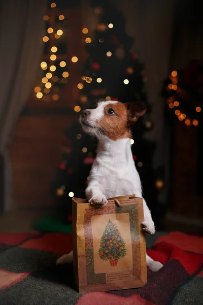 Hund Jack Russell Terrier Urlaub, Weihnachten — Stockfoto