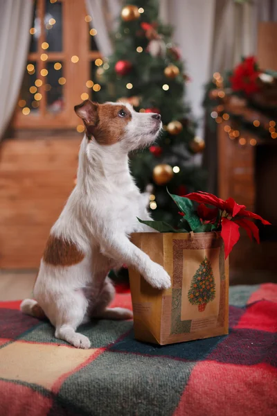 Kutya-Jack Russell Terrier ünnep, karácsony — Stock Fotó