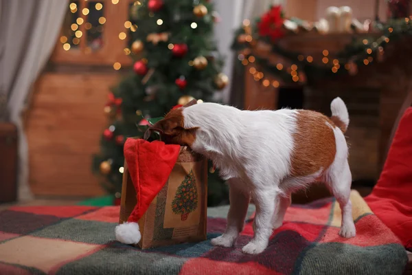 犬のジャック ラッセル テリアの休日、クリスマス — ストック写真