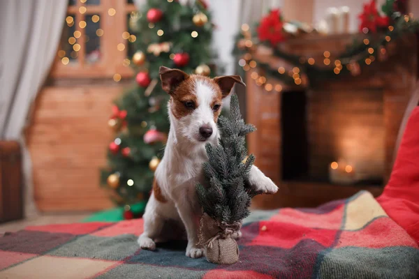 Kutya-Jack Russell Terrier ünnep, karácsony — Stock Fotó