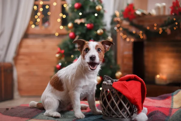 Pes Jack Russell Terrier prázdniny, Vánoce — Stock fotografie