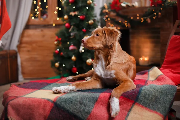 Kutya Nova Scotia Duck Retriever autópályadíj ünnep, karácsony — Stock Fotó