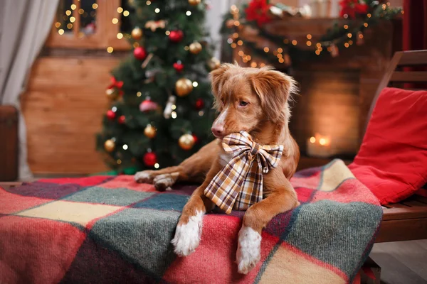 Hond Nova Scotia Duck Tolling Retriever vakantie, Kerstmis — Stockfoto