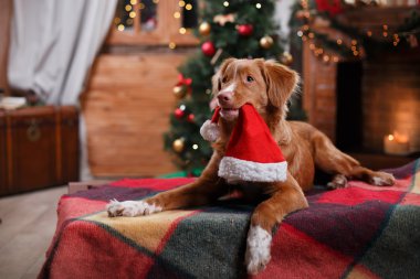 Köpek Nova Scotia Duck Tolling Retriever tatil, yılbaşı