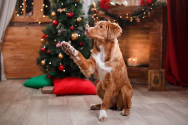 Köpek Nova Scotia Duck Tolling Retriever tatil, yılbaşı