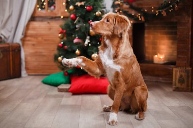 Köpek Nova Scotia Duck Tolling Retriever tatil, yılbaşı