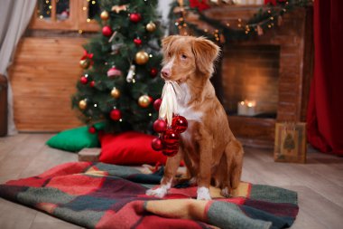 Köpek Nova Scotia Duck Tolling Retriever tatil, yılbaşı