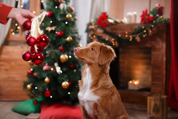 Dog Nova Scotia Duck Tolling Retriever feriado, Natal — Fotografia de Stock