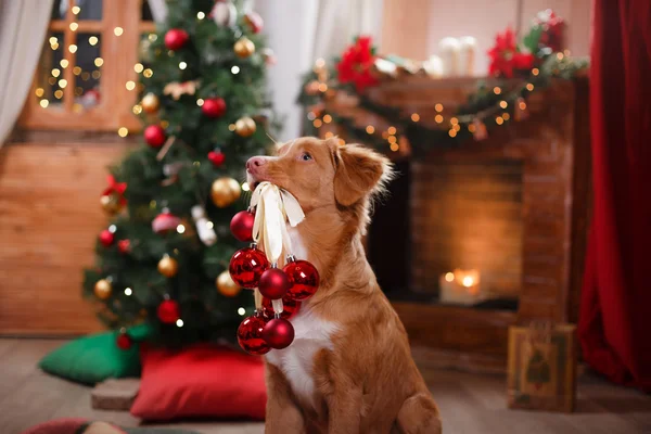 Dog Nova Scotia Duck Tolling Retriever feriado, Natal — Fotografia de Stock