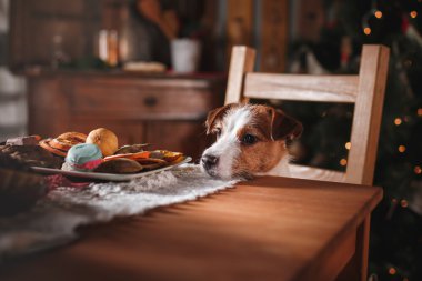 Jack Russell Terrier köpek doğurmak tatil, yılbaşı