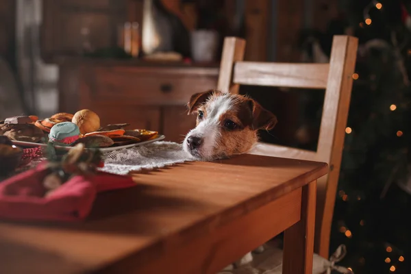 Chien de race Jack Russell Terrier vacances, Noël — Photo