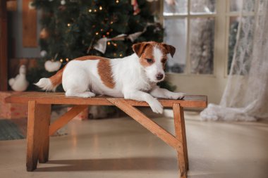 Jack Russell Terrier köpek doğurmak tatil, yılbaşı