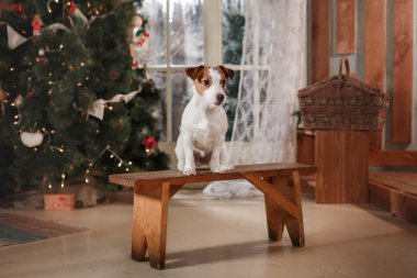 Jack Russell Terrier köpek doğurmak tatil, yılbaşı