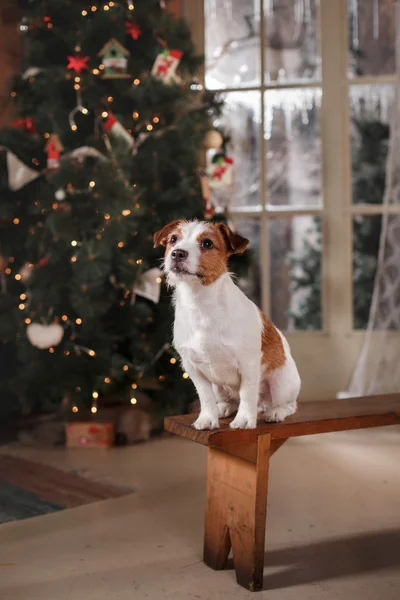 Φυλή σκυλιών τεριέ του Jack Russell διακοπές, Χριστούγεννα — Φωτογραφία Αρχείου