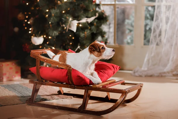 Psí plemeno Jack Russell teriér svátek, Vánoce — Stock fotografie