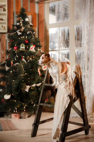 Hunderasse Jack Russell Terrier Urlaub, Weihnachten — Stockfoto