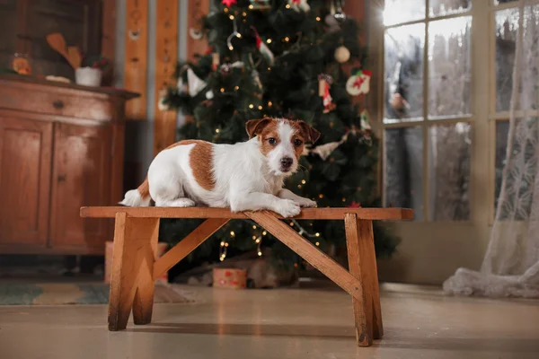 Jack Russell Terrier köpek doğurmak tatil, yılbaşı — Stok fotoğraf