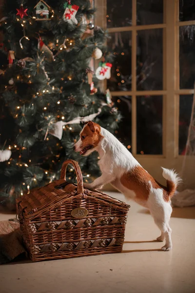 Cane razza Jack Russell Terrier vacanza, Natale — Foto Stock